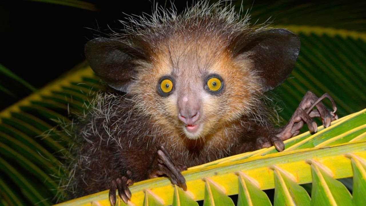 Руконожка ай-ай на Мадагаскарі в Палмаріумі